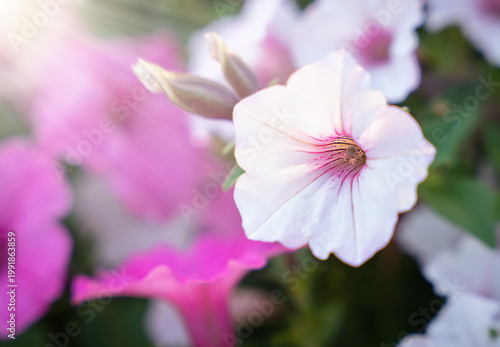 Soft focus close-up of white petunia flower with pink center in the garden. Delicate floral background with natural light. Selective focus.