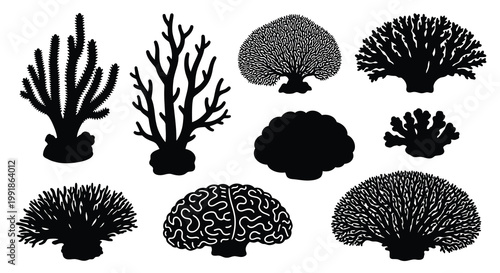 Black and white illustration displaying various types of coral formations