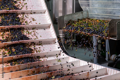 Cleaning and sorting process of freshly harvested blackcurrants with leaves on a white conveyor line at a processing factory.