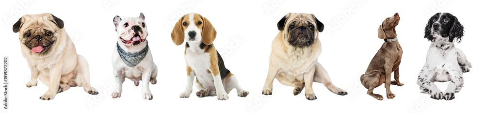 Fototapeta premium Diverse dogs sitting together element set isolated on white