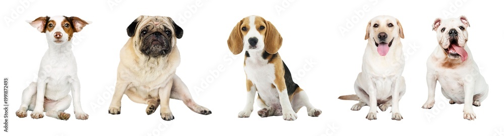 Obraz premium Diverse dog breeds sitting together element set isolated on white