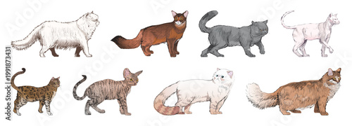 Tableau sur toile Illustrated diverse cat breeds element set