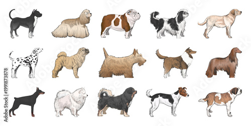 Quadro su tela Illustrated diverse dog breeds collection