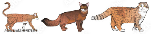 Foto Illustrated cats diverse breeds element set