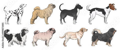 Quadro su tela Illustrated diverse dog breeds element set