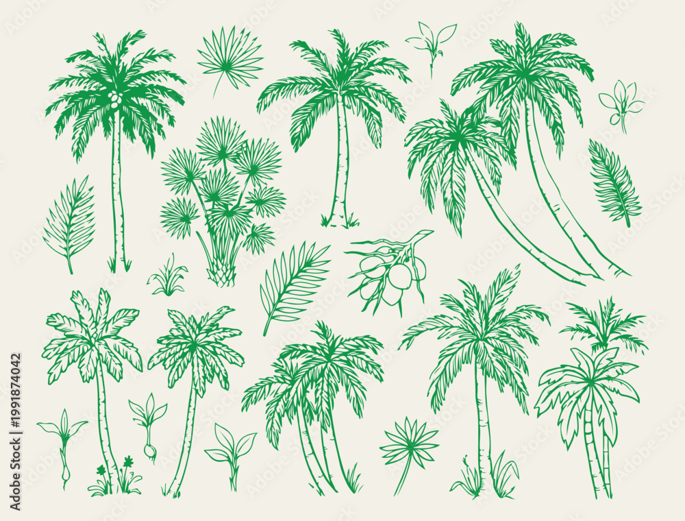 Obraz premium Tropical palm tree and jungle pattern, exotic nature vector illustrations, summer island botanical design elements, palm leaf and tree line art, minimalist tropical forest and garden graphics, green n