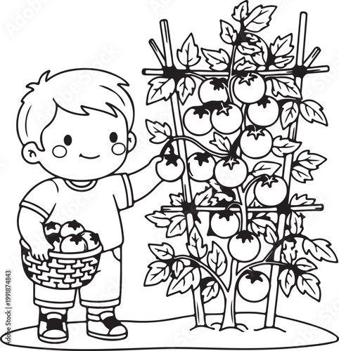 Boy Harvesting Tomatoes – Vertical Garden Line Art Illustration
