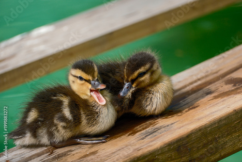 Two baby ducklings huddle together and one opens mouth as if laughing