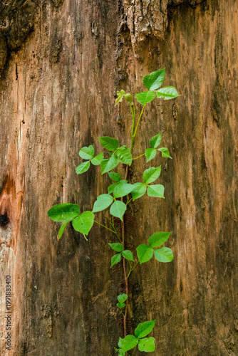 Single young plant grows up the side of and old tree trunk with missing bark