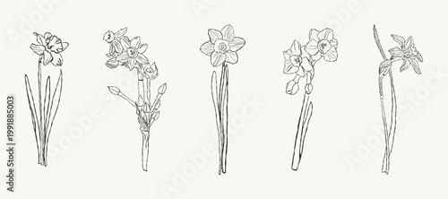 ‘Daffodils’ Tattoo Collection. Contemporary abstract minimalist art featuring vector illustrations of plants, rendered in the style of ink, pencil or crayon drawings. A collection of hand-drawn flower