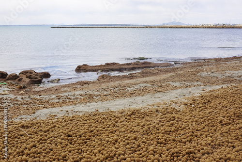 Neptune balls, Posidonia oceanica allgae, on the beach in Santa Pola, Spain