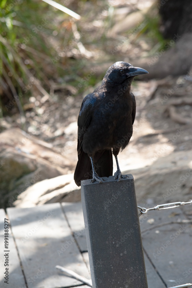 Naklejka premium the Australian raven is perched on a pole