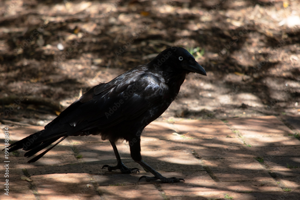 Obraz premium this is a side view of an Australian Raven