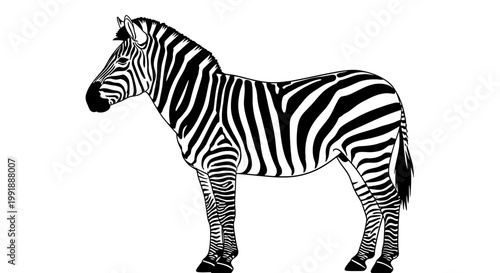Black and white zebra standing still.