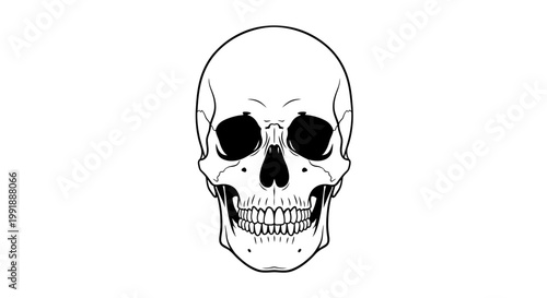 Human Skull Illustration Close Up.