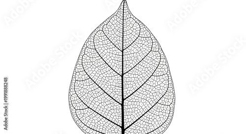 Detailed Veins of a Single Leaf.