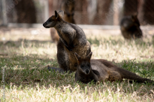 Cuadro en lienzo the swamp wallabies are in a field
