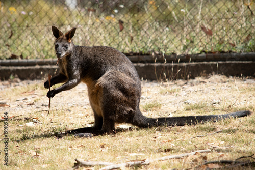 Принти на полотні the swamp wallaby is eating a stick