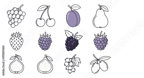Assortment of fresh fruits grapes cherries plum pear strawberry berries vector