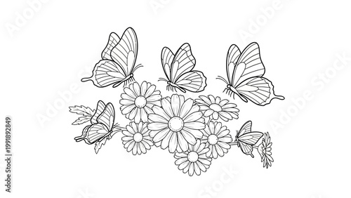 Butterflies hovering over daisy flowers vector illustration black and white