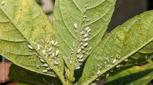 Close-up of infested plant leaves showcasing pests with a sense of urgency and concern against a natural backdrop