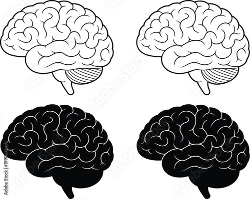 Human brain vector illustration representing neuroscience cognitive function intelligence memory thinking and mental processes in clean modern anatomical design style for education science 