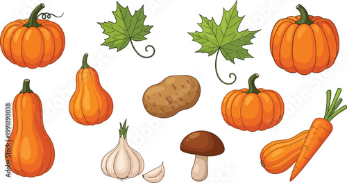 Autumn Harvest Vegetables Collection with Pumpkins, Squash, Carrots, Garlic and Mushroom for Seasonal Cooking and Farm Fresh Vector Illustration.