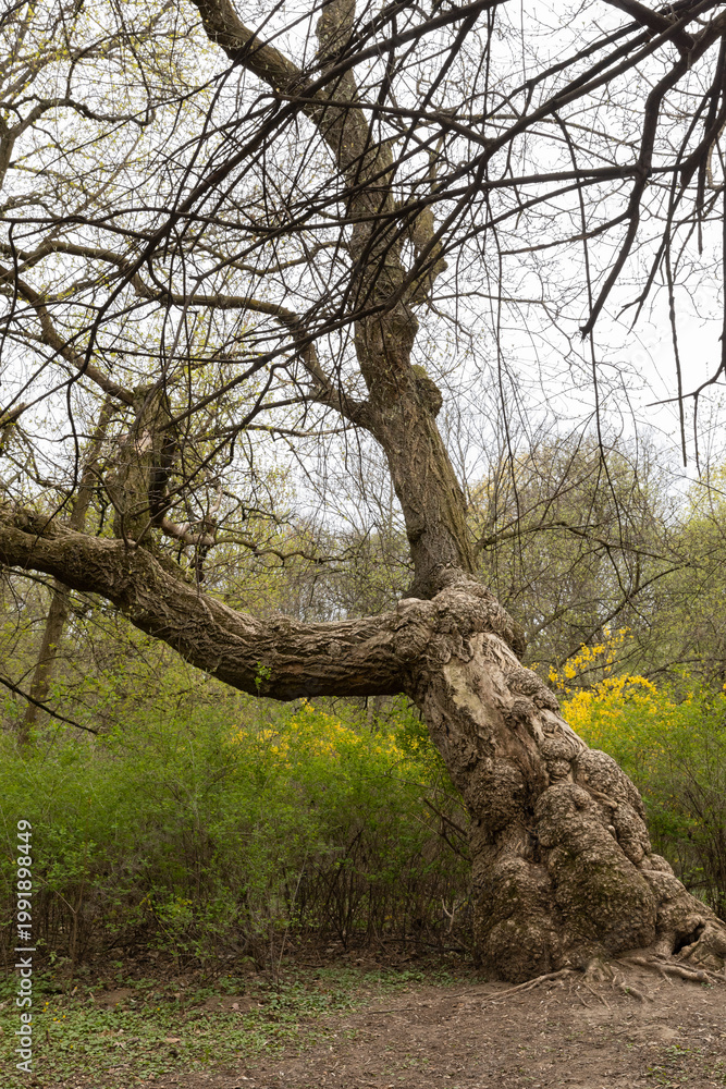 Fototapeta premium a large tree with a knotty, thickened trunk, tree diseases, ecology