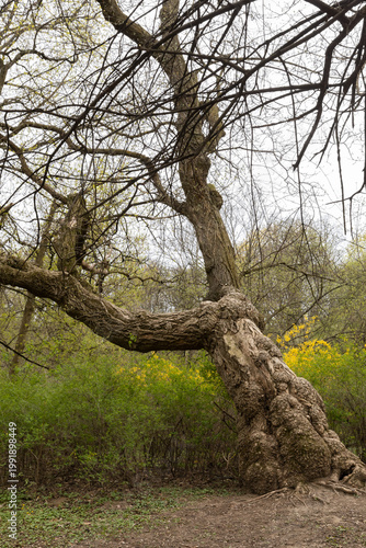 Bild auf Leinwand a large tree with a knotty, thickened trunk, tree diseases, ecology