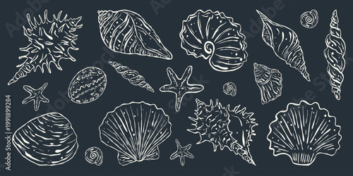 Sea Shells Doodle Set in Ivory Pearl, Hand-Drawn Scallop and Nautilus Marine Illustration