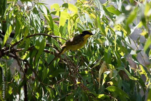the yellow tufted honeyeater is hiding in the bush
