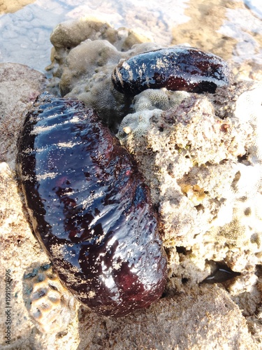 sea cucumber resting on a coral reef in shallow tropical waters. The glossy texture and dark coloration highlight the natural habitat of this marine invertebrate