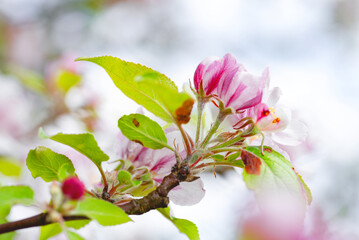 Blooming tree flowers macro with blurred background