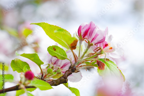 Quadro su tela Blooming tree flowers macro with blurred background
