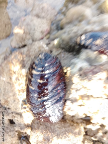 sea cucumber resting on a coral reef in shallow tropical waters. The glossy texture and dark coloration highlight the natural habitat of this marine invertebrate