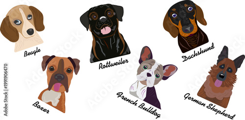 Collection of Cute Dog Breed Portraits with Names, Hand Drawn Cartoon Pet Faces Including Beagle Rottweiler Dachshund Boxer French Bulldog and German Shepherd