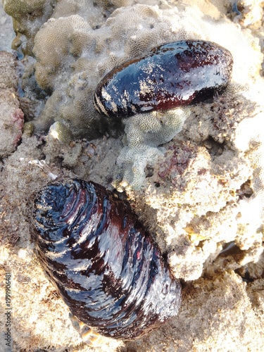 sea cucumber resting on a coral reef in shallow tropical waters. The glossy texture and dark coloration highlight the natural habitat of this marine invertebrate