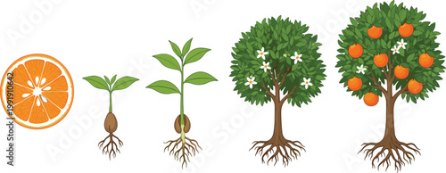 Orange tree growth stages from seed germination to fruit bearing citrus plant botanical life cycle vector illustration