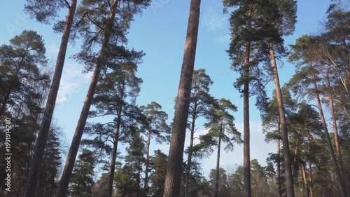 A smooth low-angle tilt movement travels up tall pine tree trunks to reach the conifer green canopy. The scene captures the majestic scale of the forest against a clear blue spring sky. 