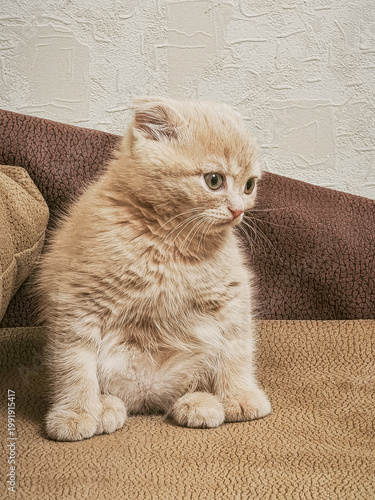 Adorable cream Scottish Fold kitten in funny sitting pose on sofa