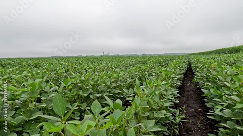 Slow-motion POV downward tracking shot moving closer to healthy green soybeans in a large no-till field under a dramatic overcast sky. Captured mid-July, Midwest, USA.
