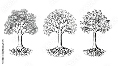 Three stylized trees with intricate root systems illustrated in black and white