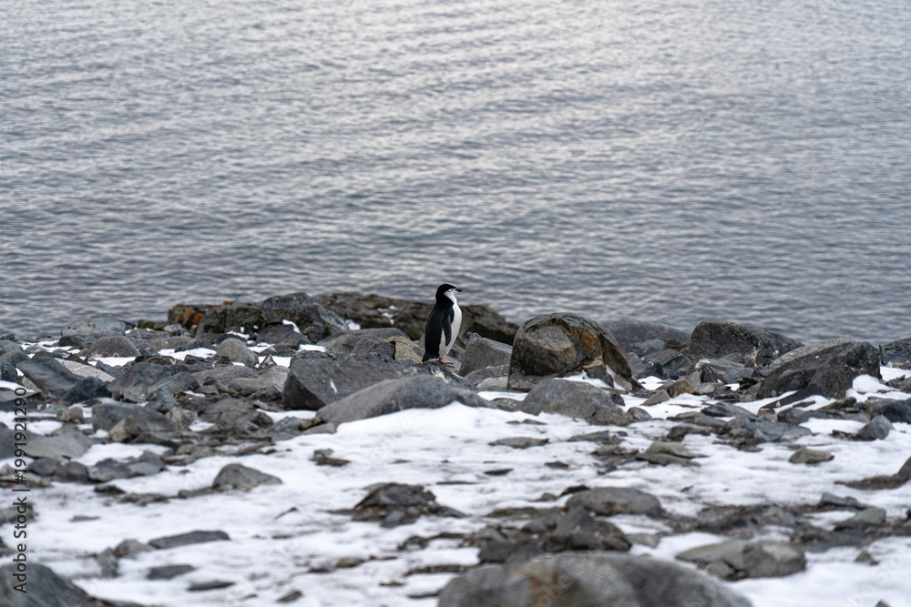 Fototapeta premium Antarctic expedition. Chinstrap penguin walks on snow and rocks in a cold, icy landscape near the Antarctic coast in search of food. Antarctic Peninsula. Half moon Island