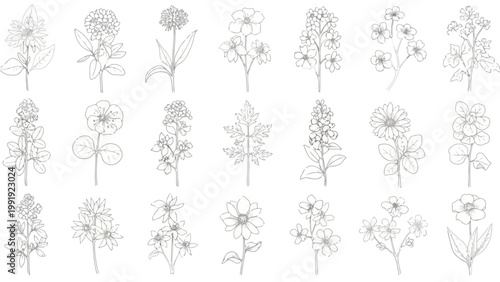 Diverse line drawings of various tree species in a uniform artistic style