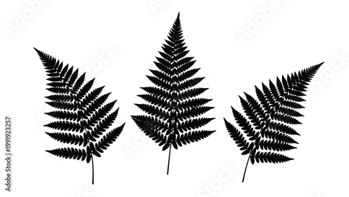 Three elegant fern leaves displayed against a plain background in black and white