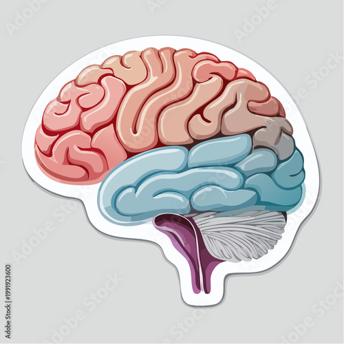 Illustration of a human brain, showing lobes and cerebellum