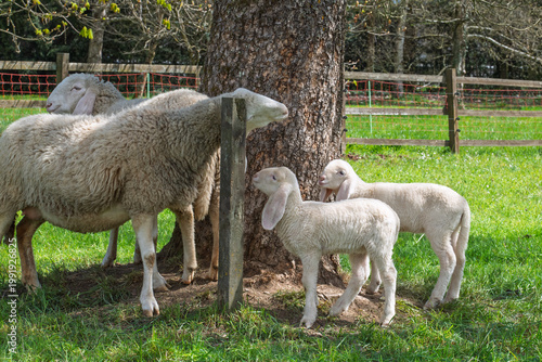 Troupeau de moutons Bergamasques et agneaux dans un pâturage ensoleillé.