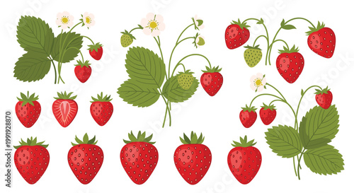 Comprehensive botanical vector set of fresh red strawberries including whole fruits sliced fruit and plants with flowers and leaves.