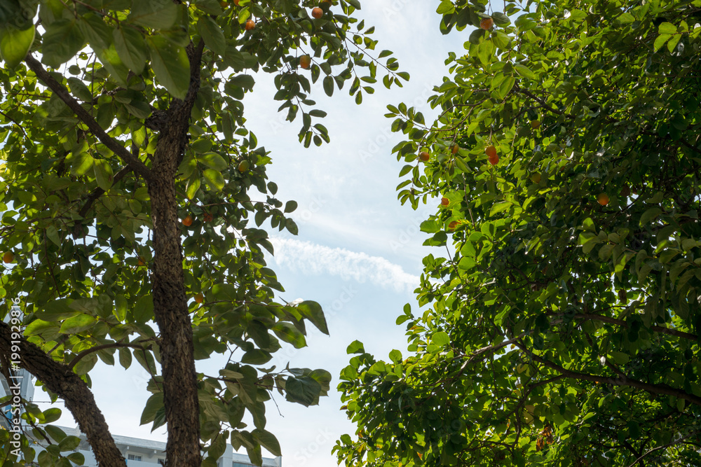 Fototapeta premium Green Tree Leaves Against Bright Blue Sky Natural Environment Scene