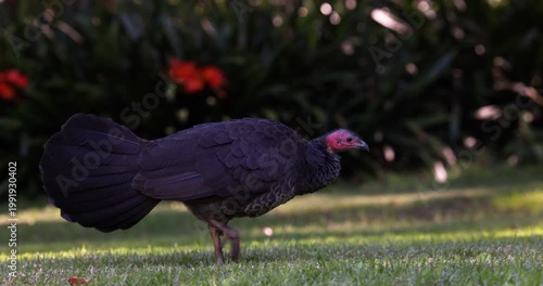 An Australian brush-turkey (Alectura lathami), or scrub turkey, walking across the grass in a park on a sunny day. Captured in slow motion from a low perspective.